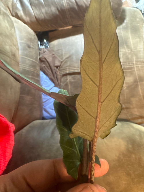 Alocasia Purple Sword Longiloba